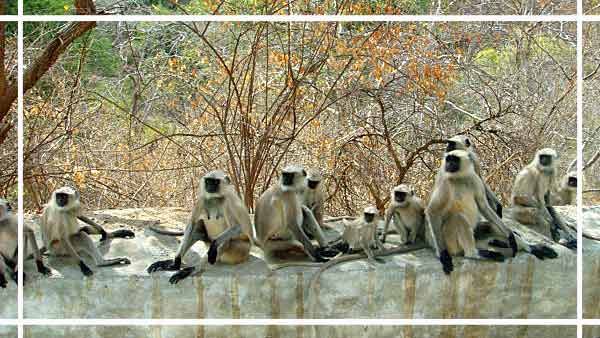 Kumbhalgarh Wildlife Sanctuary