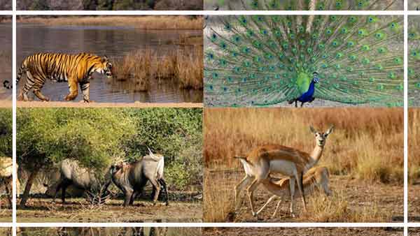 Wildlife Tourism Rajasthan